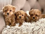 Kahve tonlu mini boy puppy sevimli yavrular MALTİPO CİNSİ 