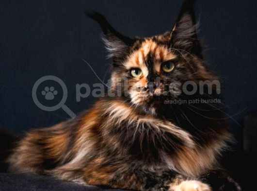 Muhteşem Güzellikte Maine Coon Yavrularımız