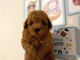 Kıpkırmızı Red Tooy Poodle Sevimli Yavrular 