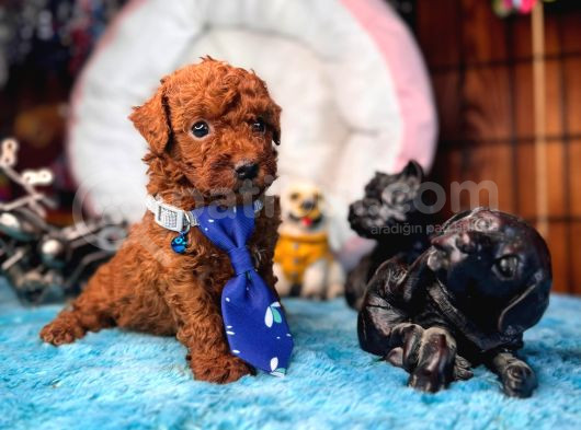 En Akıllı Apartman Köpeği A Secereli Toy Poodle görsel
