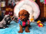 En Akıllı Apartman Köpeği A Secereli Toy Poodle