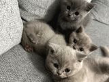 55 Günlük Minik Yavru Kedi