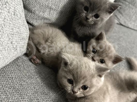 55 Günlük Minik Yavru Kedi görsel