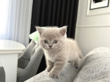 55 Günlük Minik Yavru Kedi