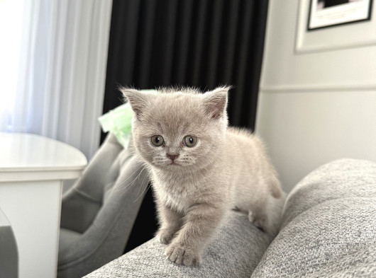 55 Günlük Minik Yavru Kedi görsel