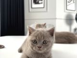 55 Günlük Minik Yavru Kedi