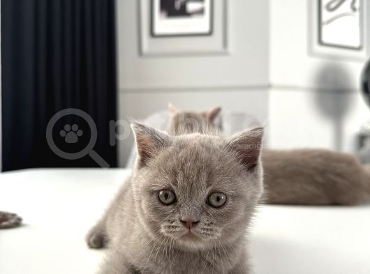 55 Günlük Minik Yavru Kedi görsel