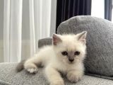 55 Günlük Minik Yavru Kedi