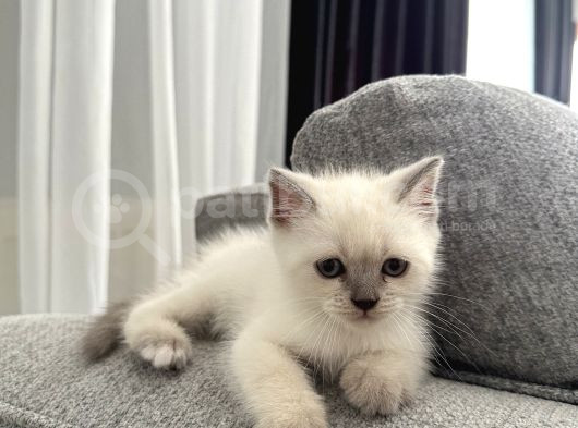 55 Günlük Minik Yavru Kedi görsel