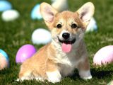 Türkiyede Tek Scrli Welsh Corgi