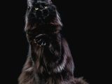 Muhteşem Güzellikte Maine Coon Yavrularımız