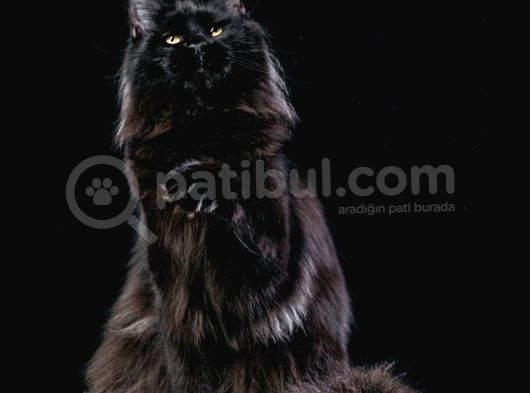 Muhteşem Güzellikte Maine Coon Yavrularımız görsel