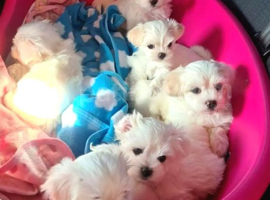 Xs Maltese Bebekler görsel