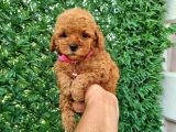 Toypoddle Bebekler