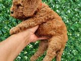 Toypoddle Bebekler