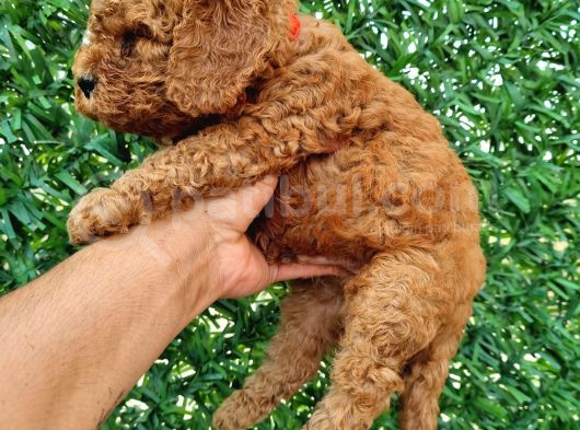 Toypoddle Bebekler görsel