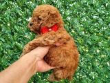 Toypoddle Bebekler