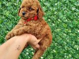 Toypoddle Bebekler