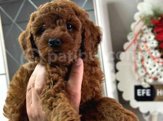 KG BOY GARANTİLİ KORE TOYPOODLE YAVRULAR HERYERE GÖNDERİLİR