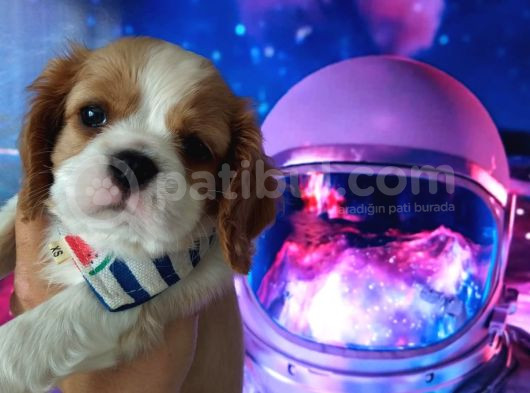 Cavalier Yavrular Her Yere Gönderilir görsel