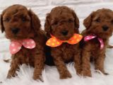 Kg Boy Garanti̇li̇ Kore Toypoodle Yavrular Heryere Gönderi̇li̇r