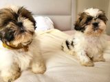 Anti-Alerjik Shihtzu Yavrular Her Yere Gönderilir