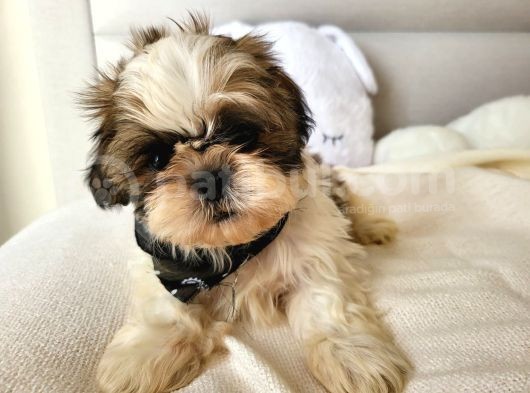 Anti-Alerjik Shihtzu Yavrular Her Yere Gönderilir görsel
