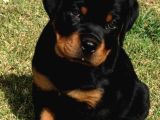 Safkan Rottweiler Yavrular Her Yere Gönderilir
