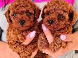 Kg Boy Garanti̇li̇ Kore Toypoodle Yavrular Heryere Gönderi̇li̇r