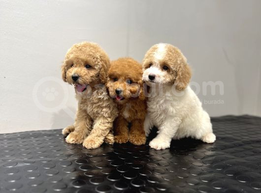 Toy Poodle Sevi̇mli̇ Bebekler Yuvalarina Gi̇tmeye Hazir