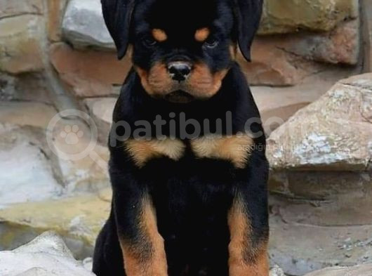 Safkan Rottweiler Yavrular Her Yere Gönderilir görsel