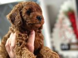Kg Boy Garanti̇li̇ Kore Toypoodle Yavrular Heryere Gönderi̇li̇r