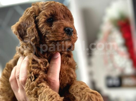 Kg Boy Garanti̇li̇ Kore Toypoodle Yavrular Heryere Gönderi̇li̇r görsel