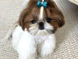 Anti-Alerjik Shihtzu Yavrular Her Yere Gönderilir