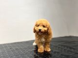 Toy Poodle Sevi̇mli̇ Bebekler Yuvalarina Gi̇tmeye Hazir