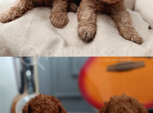 Kıvır Kıvır Renk Renk Poodle Yavrularımız görsel