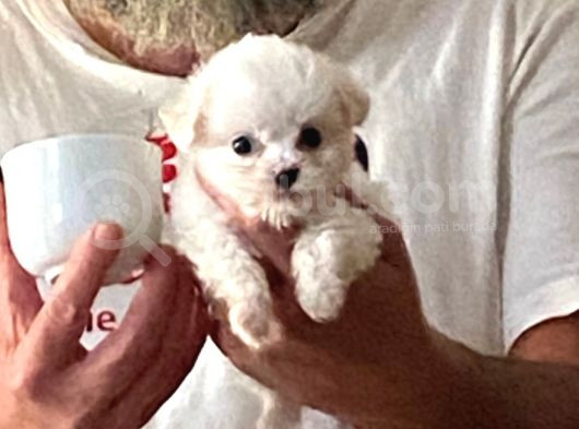 Teacup Maltese Terrier Bebekler görsel