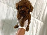 Dark Renginde Orjinal Poodle Yavrum En Koyu Tonda