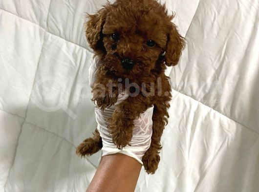 Dark Renginde Orjinal Poodle Yavrum En Koyu Tonda görsel
