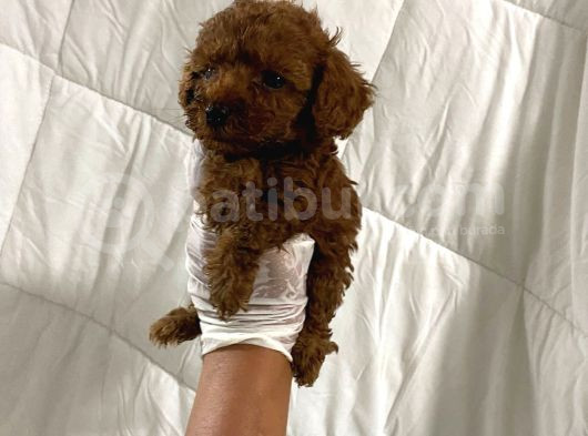 Dark Renginde Orjinal Poodle Yavrum En Koyu Tonda görsel