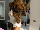 Anne Altından Ev Doğumlu Aşılı Poodle Bebekler