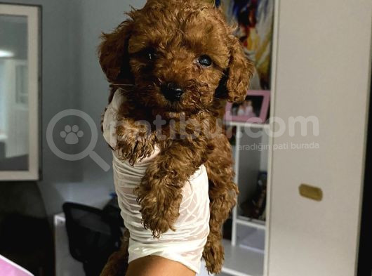 Anne Altından Ev Doğumlu Aşılı Poodle Bebekler görsel