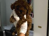 Anne Altından Ev Doğumlu Aşılı Poodle Bebekler