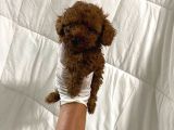 Dark Renginde Orjinal Poodle Yavrum En Koyu Tonda