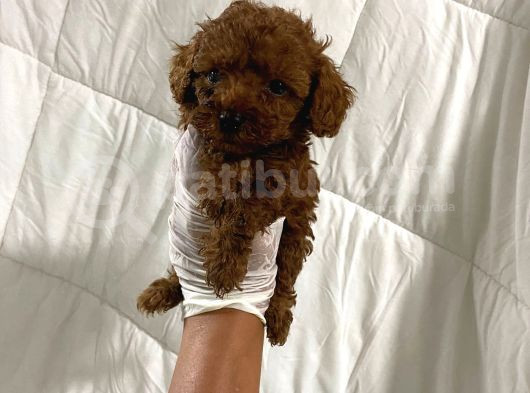 Dark Renginde Orjinal Poodle Yavrum En Koyu Tonda görsel