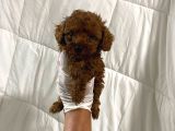 Dark renginde orjinal poodle yavrum en koyu tonda