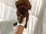 Dark Renginde Orjinal Poodle Yavrum En Koyu Tonda
