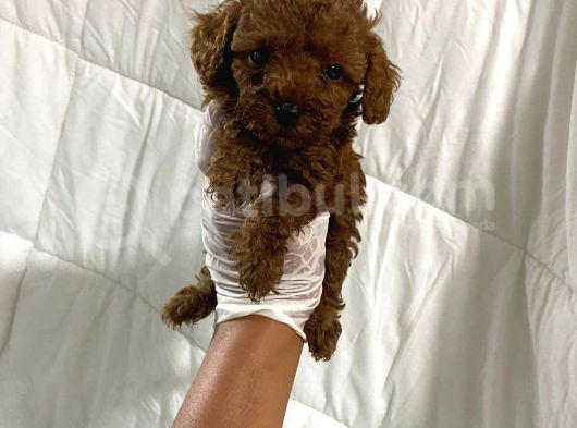 Dark Renginde Orjinal Poodle Yavrum En Koyu Tonda görsel