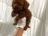 Dark Renginde Orjinal Poodle Yavrum En Koyu Tonda