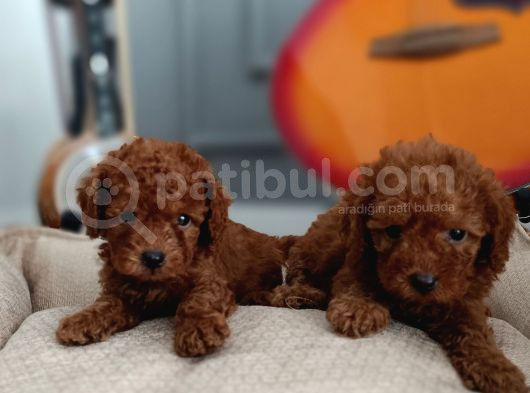 Kıvır Kıvır Renk Renk Poodle Yavrularımız görsel